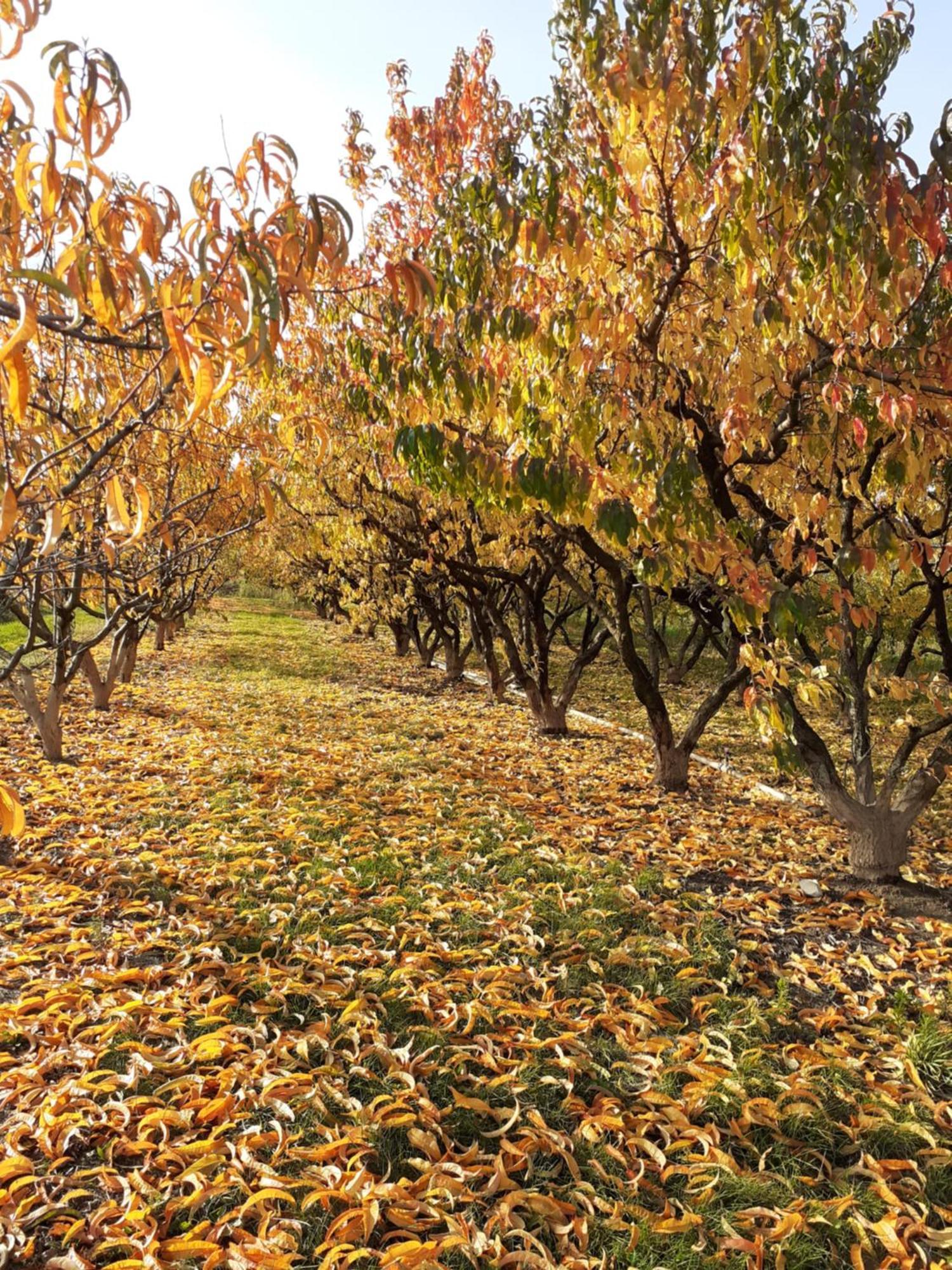 Aux Pieds Des Vignes Bed & Breakfast Ingersheim Eksteriør bilde