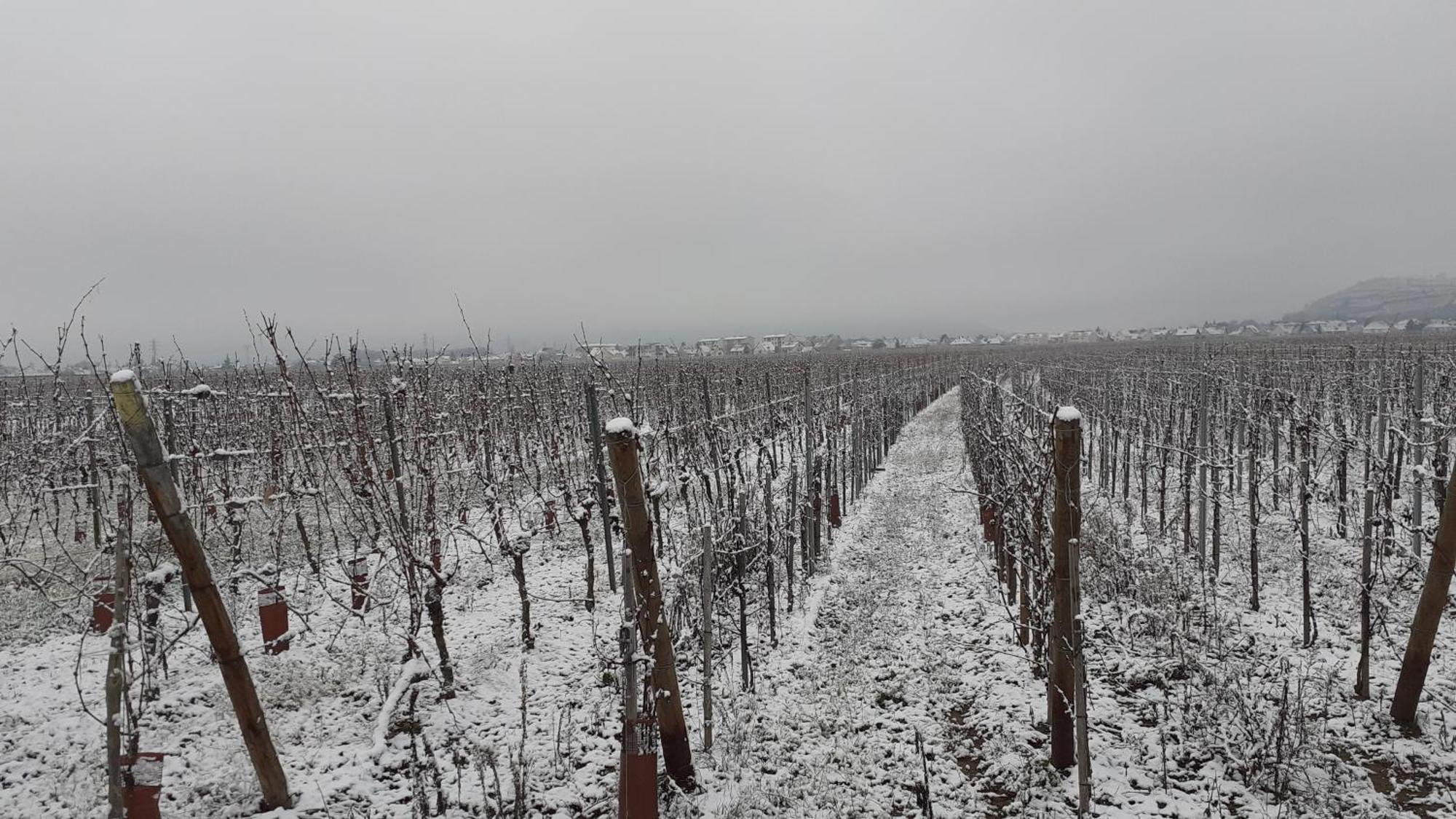 Aux Pieds Des Vignes Bed & Breakfast Ingersheim Eksteriør bilde